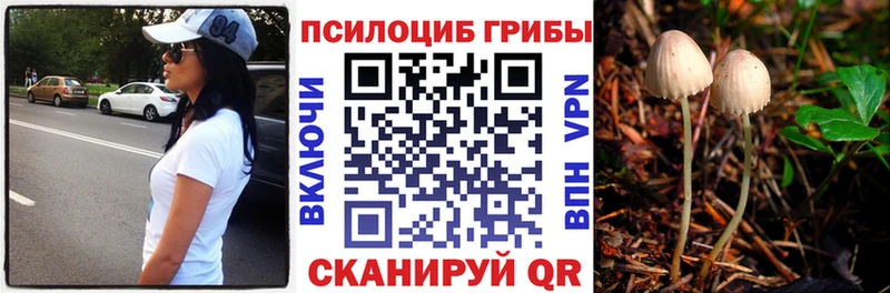 Купить  Судогда  Псилоцибиновые грибы Psilocybine cubensis 